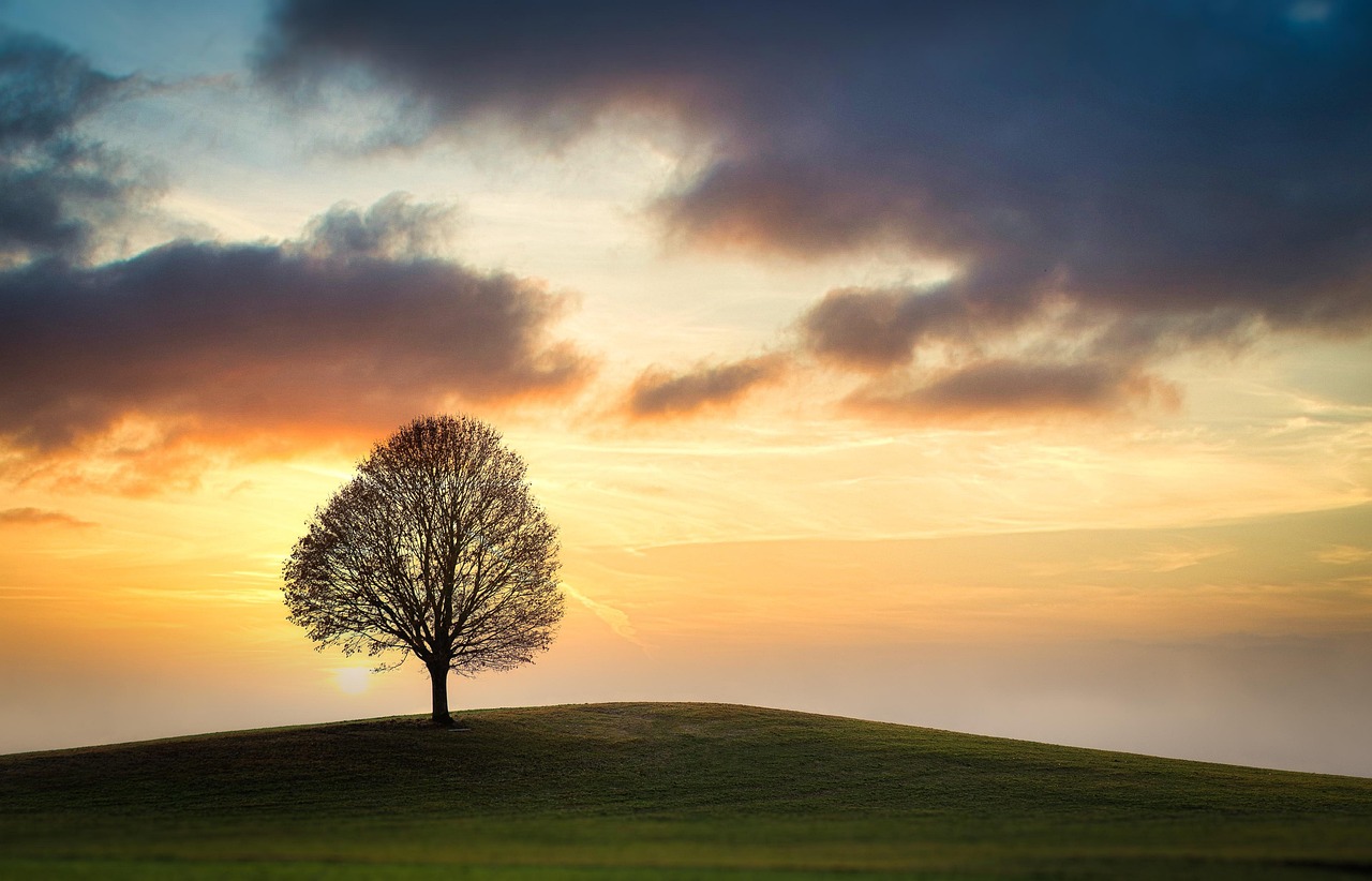 A solitary tree on a hill beneath an open sky
